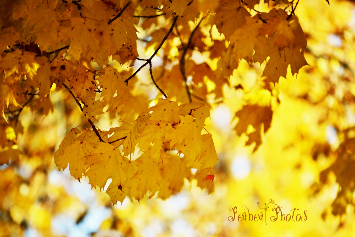 fall-leaves-yellow